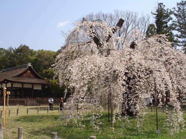 上賀茂神社