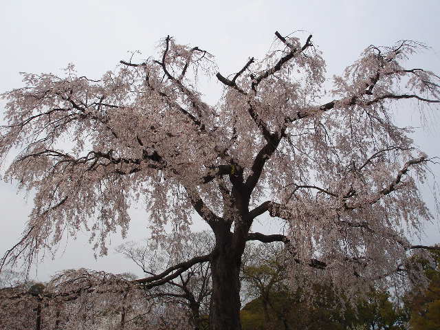 円山公園　枝垂桜