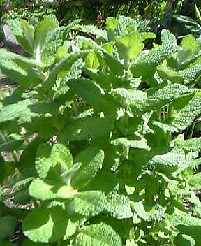 ミント０７０５２８