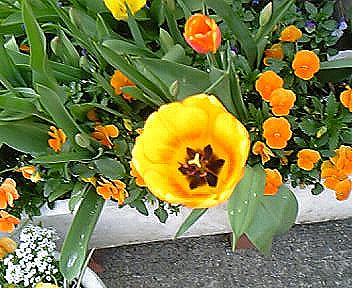 チューリップとビオラ５／４