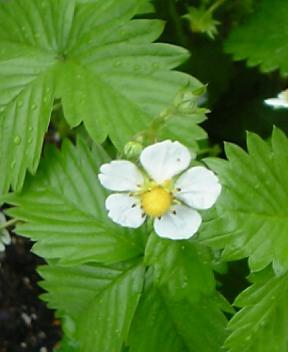 桃子？０７０５２２