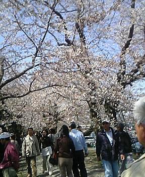 花見４／２９角館堤防