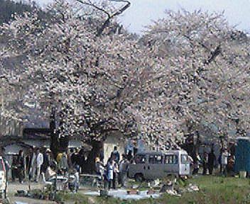 花見４／２９角館堤防２