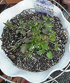 ブルーウォーターフォール５／３