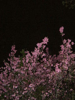 DSCF0044.JPG
