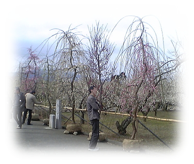 梅を眺める旦那様