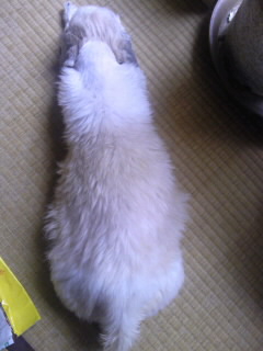 メル・マヨネ型