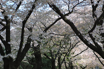 ohanami-4