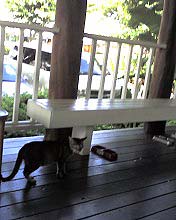 パタゴニア ねこ.jpg