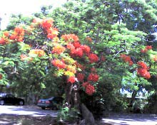 ハレイワ 木.jpg