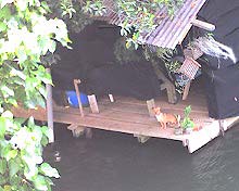 ハレイワ 犬.jpg