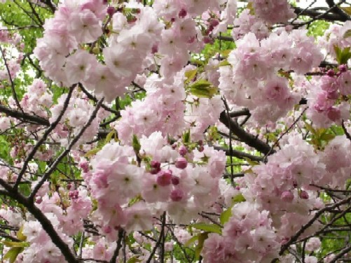 フリルの花びら.JPG