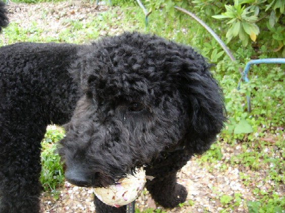 球探し名犬.JPG