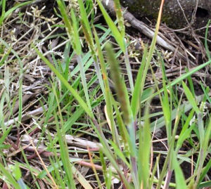 スズメノテッポウ