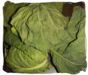 キャベツ