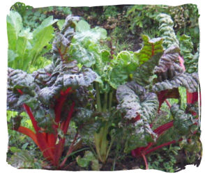 スイスチャード