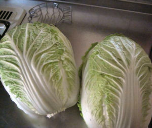 白菜