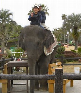 ゾウに乗って