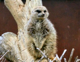 ミーアキャット