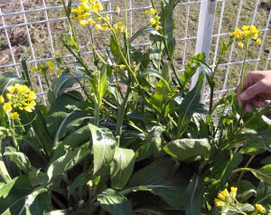 オータムポエム