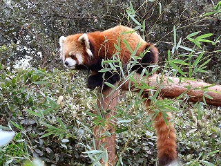 レッサーパンダ