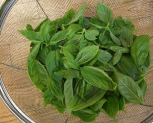 バジルの葉