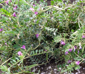 からすのえんどう