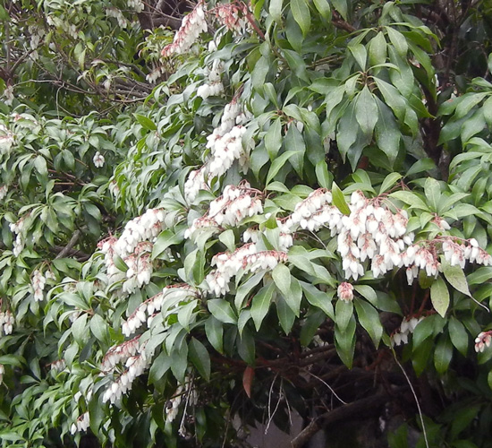 アセビの花