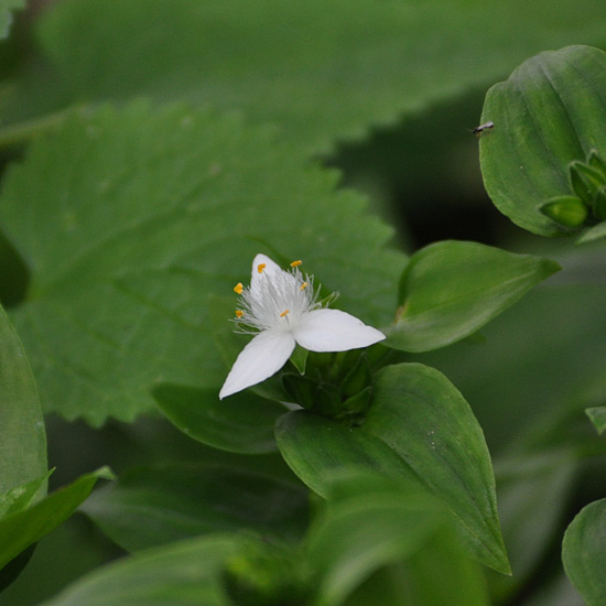 何の花？