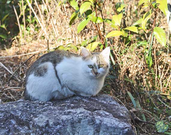 今日の野良猫