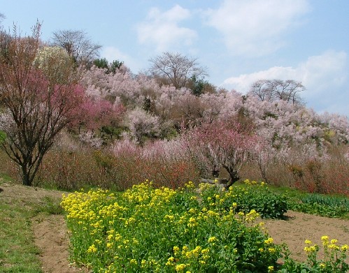 070407花見山３
