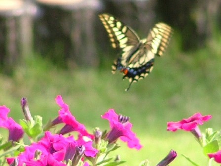 070915キアゲハ２