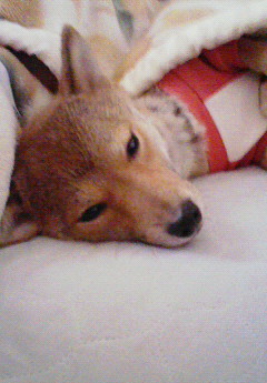 ウトウト．．．