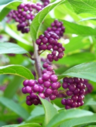 コムラサキ　アップ