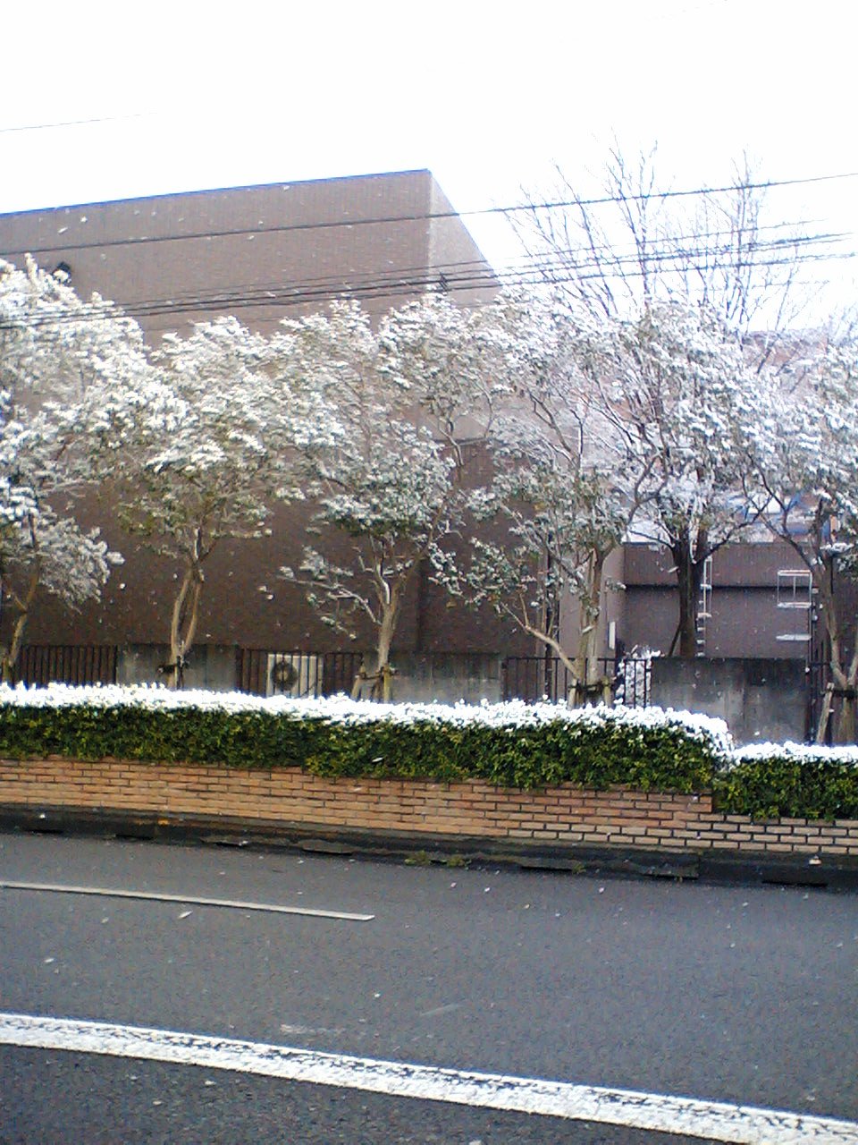 徳島の大雪2