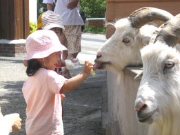 2008.7.7きらちゃん、やぎさんエサやり