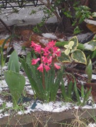 2010.3.10ヒヤシンス