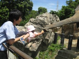 2008.7.7きらちゃん、ぞうさんエサやり挑戦・・・