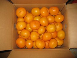 2008.11.23オークションのみかん♪