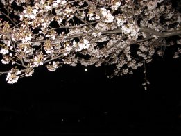 2010.3.29桜と月