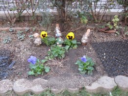 2008.11.25パンジー