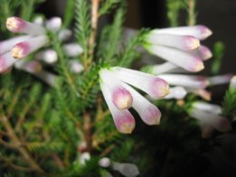 2008.1.13エリカ花アップ