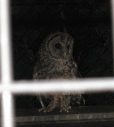 2007.8.15ふくろう