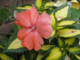 2008.6.16サンパチェンス