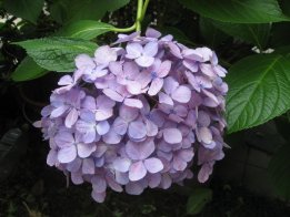 2008.6.16あじさい