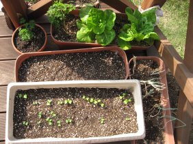 2006.10.30デッキの野菜たち