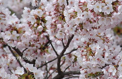 2011年４月１0日　桜