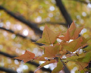 紅葉