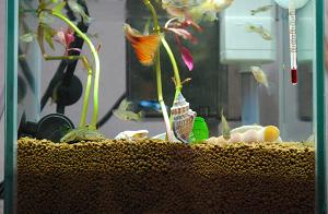 グッピーのおうち