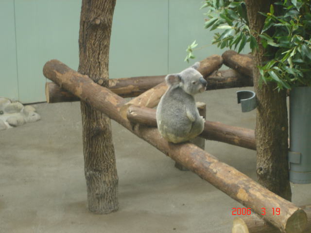 koala